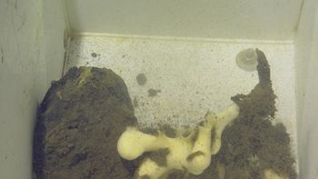 Media type: image;   Invertebrate Zoology 153141 Description: live specimen;
